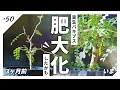 【塊根植物】観葉植物の土で一夏を超えた実生パキプスの太り具合を見てほしい/根挿しにも挑戦