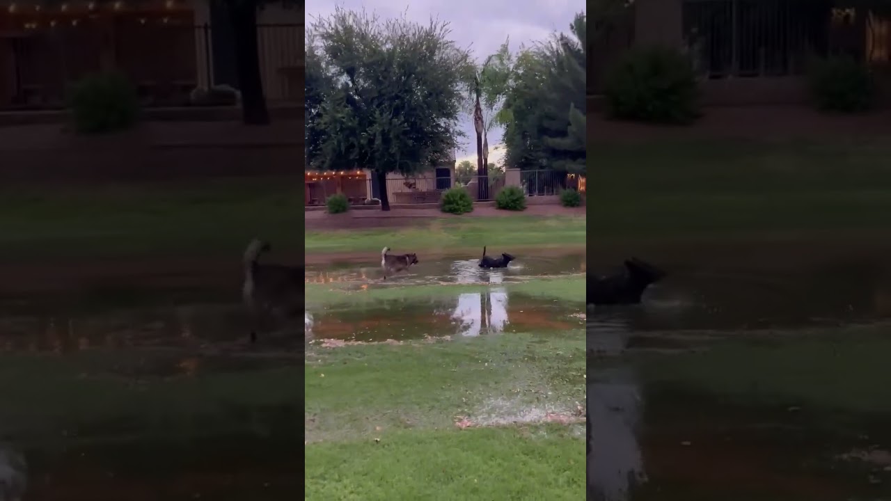 Dog playing in the rain 