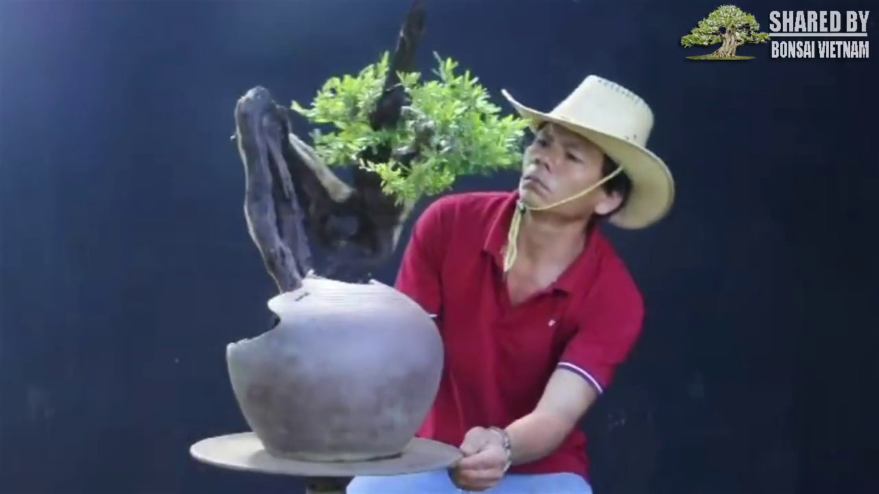 Bonsai Gia Lai Hơi thở của Núi Rừng YouTube