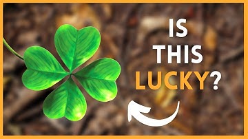 Why is the Four-Leaf Clover Lucky? | SymbolSage