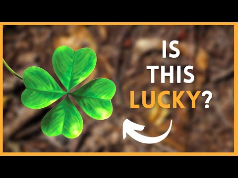 Video: Waarom hebben klavertjes vier geluk?