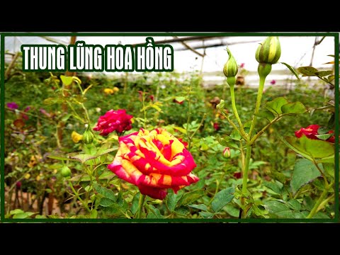 Video Thung lũng Hoa Hồng Đà Lạt: Hơn 700 loài hoa hồng xuất... - youtube