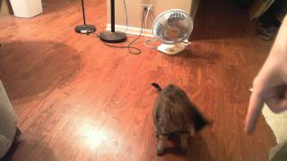 Spaz (cat) does tricks!