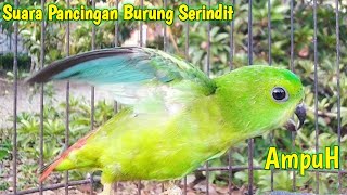 Suara Pancingan Serindit Manggil\