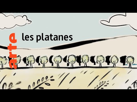 Vidéo: Dans quel pays est le platane ?