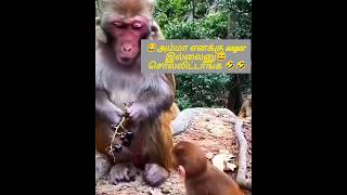 😂அம்மா எனக்கு sugar இல்லைனு சொல்லிட்டாங்க😅 sirippuku naga guarantee💓 monkey funny video 🦍comedy time