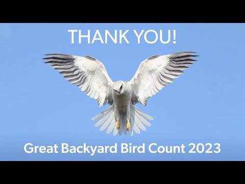 Great Backyard Bird