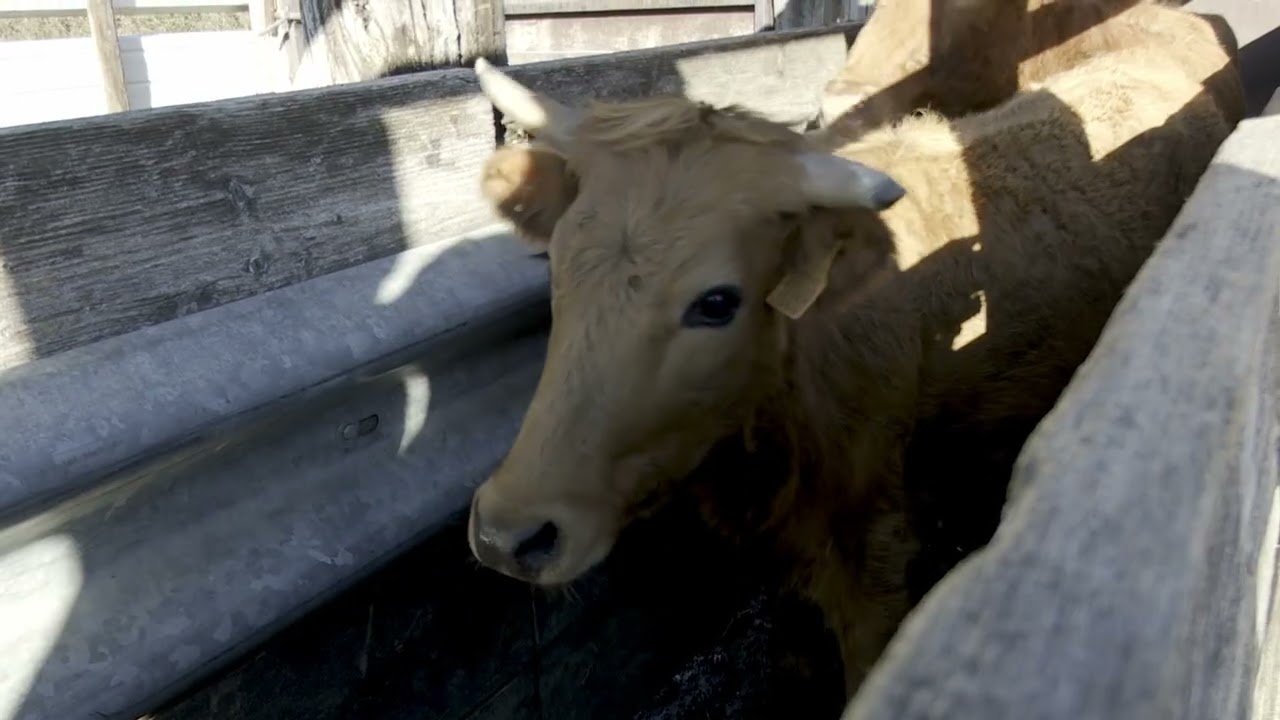 Ganaderia la Paluna, le soin des taureaux, la prophylaxie.