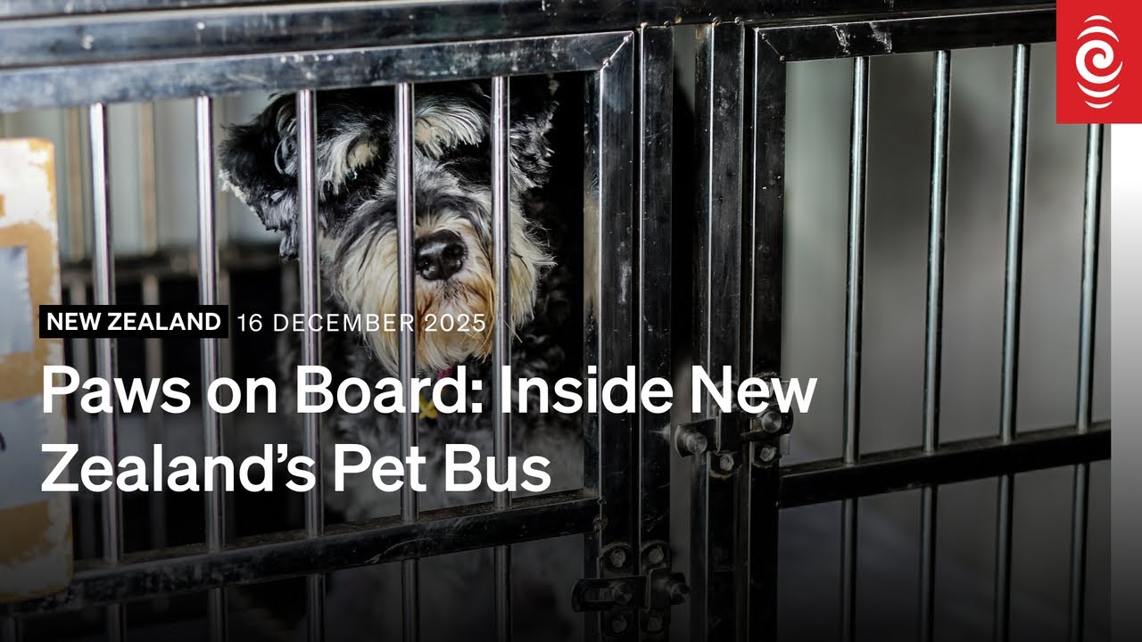 Paws on Board: Inside New Zealand’s Pet Bus | RNZ