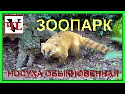 Челябинский зоопарк  Носуха обыкновенная