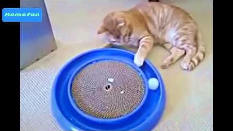 Funny Videos Funny Fails Funny Clips Best Pranks Compilation 2015 Part 5