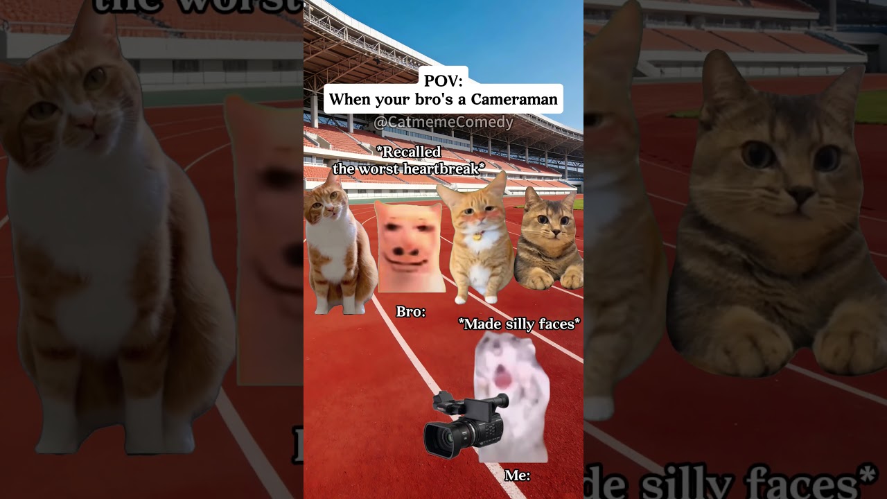 Cat meme Comedy😺When your bro's a Cameraman 