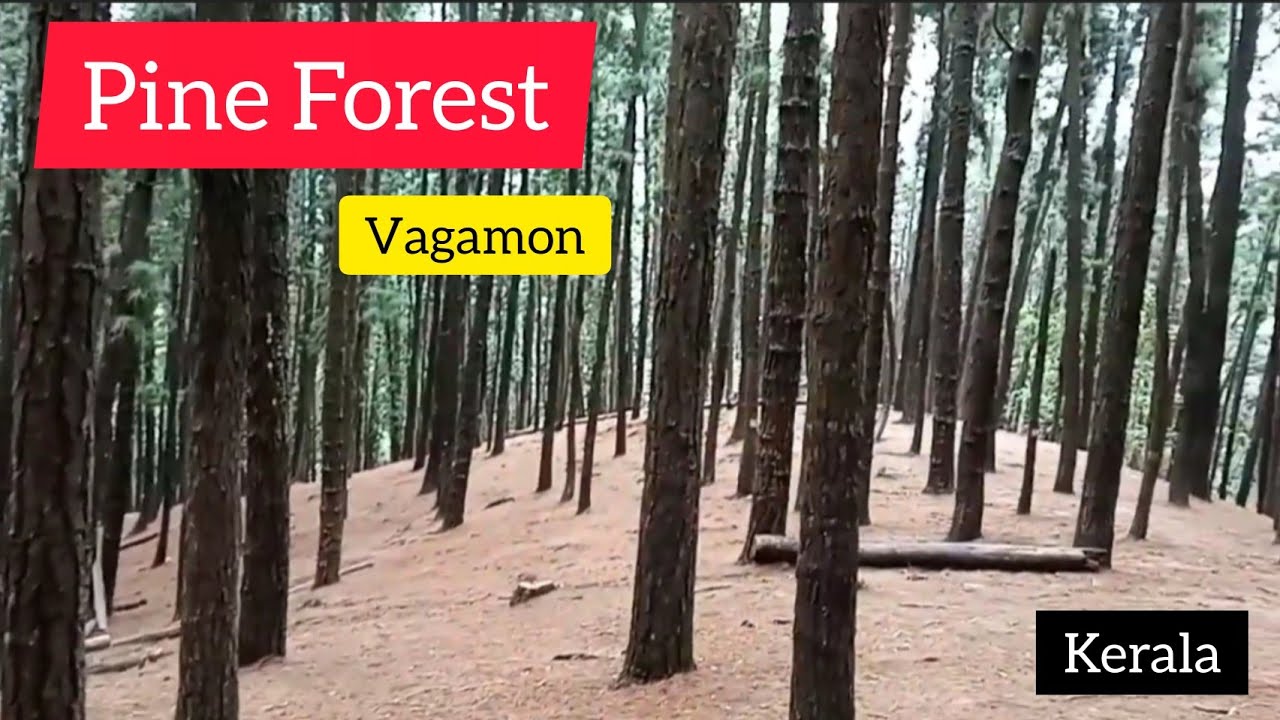 Pine Valley Vagamon || Kerala tourist destinations|| keinwo
