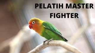 1 Menit Pertama, Lovebird GAGAP jadi GACOR dan NYAUT NGEKEK !!!