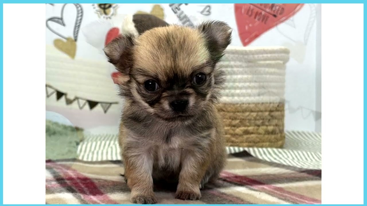 チワワ Coo&RIKU No.00740338 チワワ（ロングコート） - YouTube