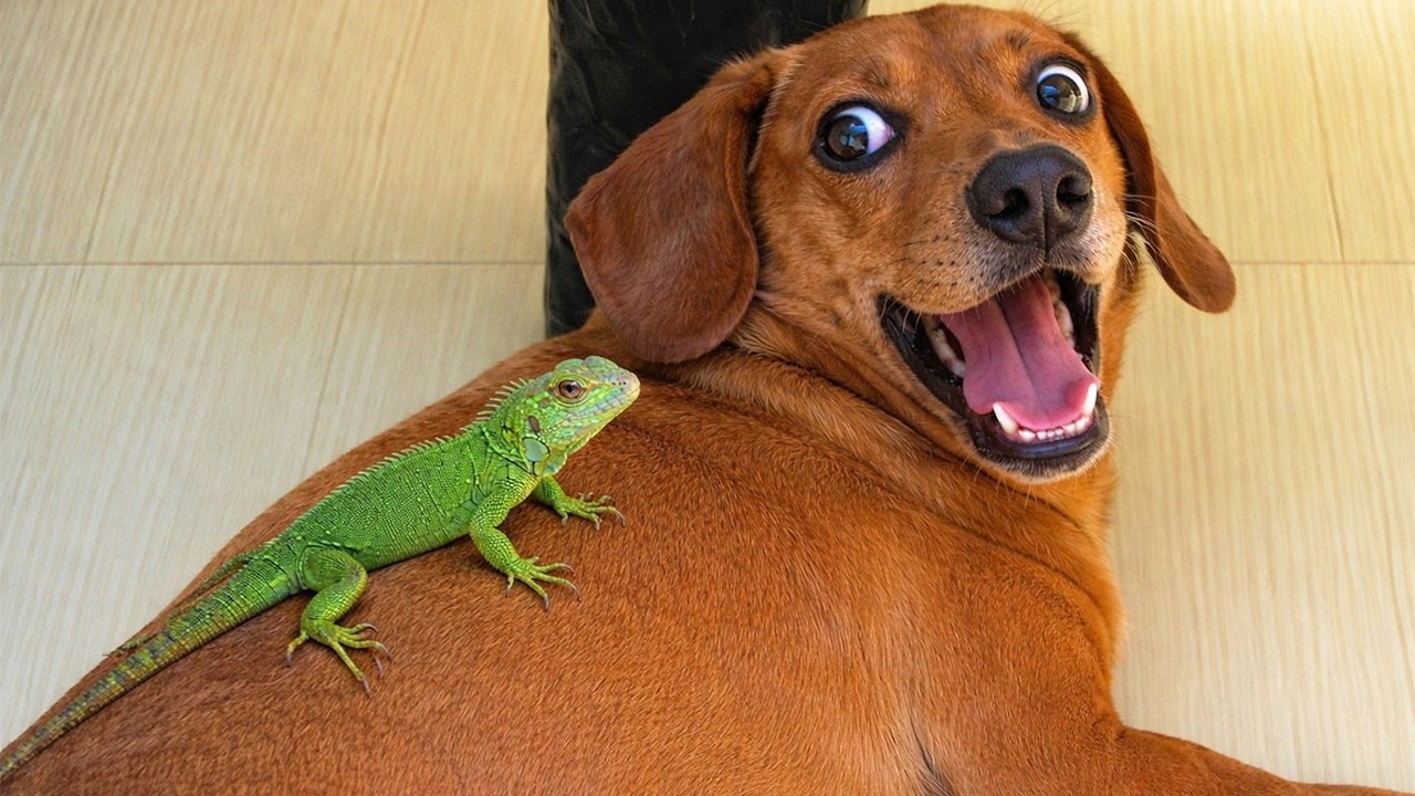 When Animals Do the Silliest Things 😂Funniest Dog & Cat Videos