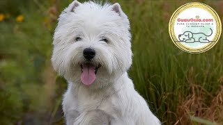 West Highland White Terrier (Westie): Knowing their diet, hygiene, health and more...