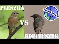 pleszka vs kopciuszek