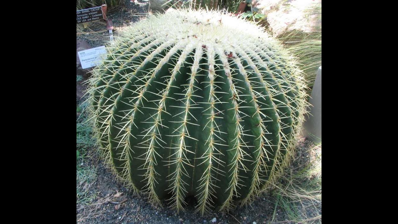 Introducing Mug Tato and Mug Stan