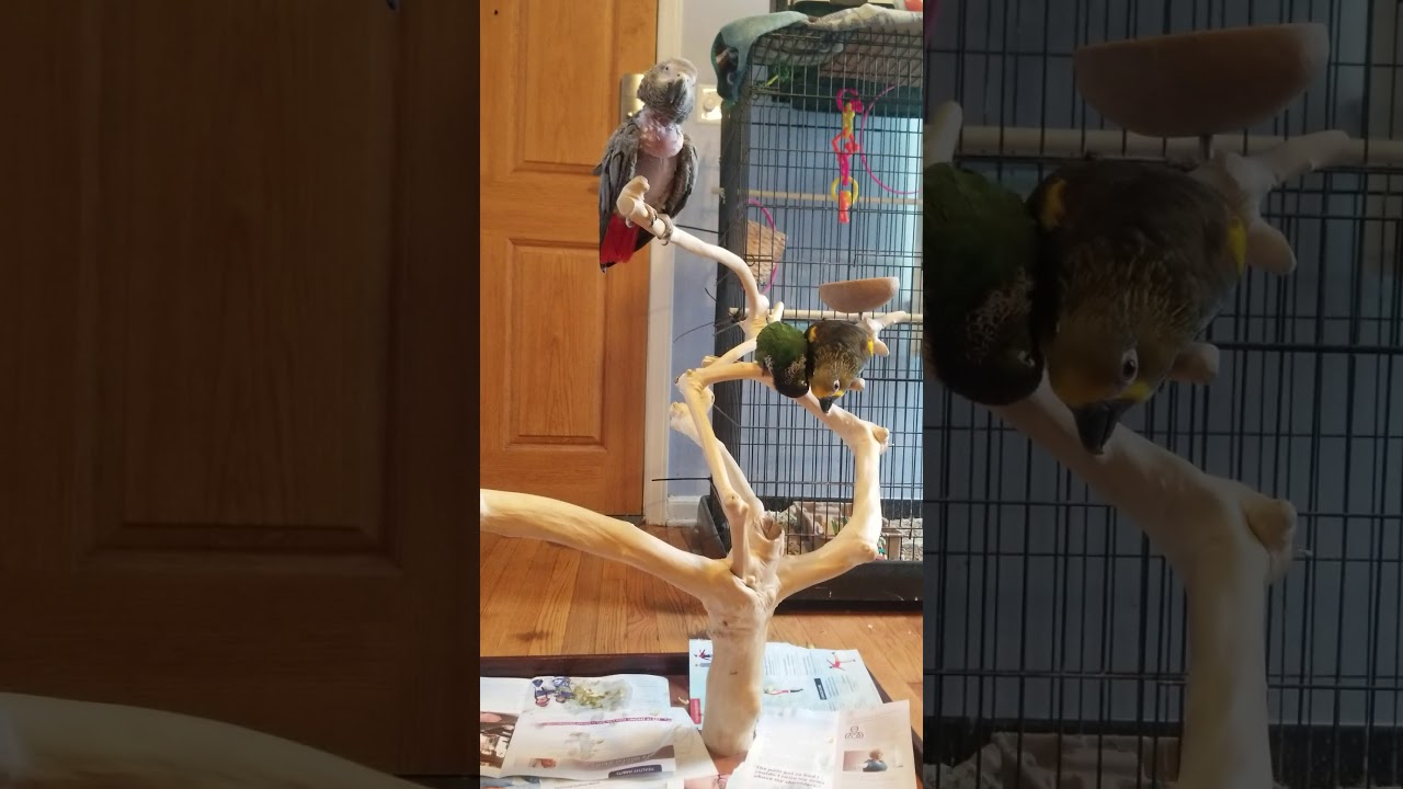 African Gray, Duyvenbode Lory, and Black Capped Conure Hanging Out