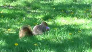 Easter Squirrel