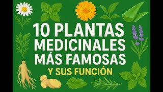 “10 Plantas Medicinales que Curan Casi Todo 🌱 | Propiedades y Beneficios Naturales”