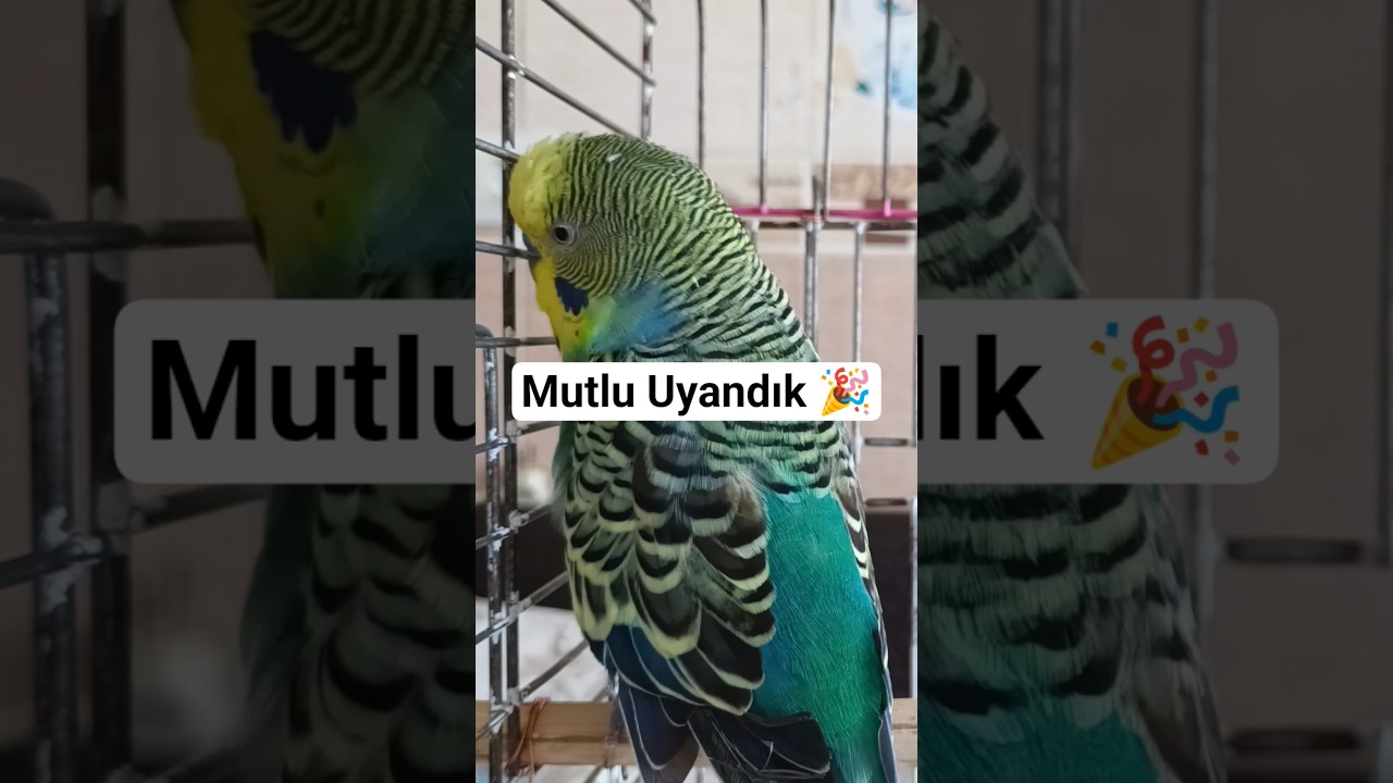 Muhabbet Kuşu Mutluluğu #muhabbetkuşu #muhabbetkuşusesi #muhabbetkuşufıstık #birds #talkingparot