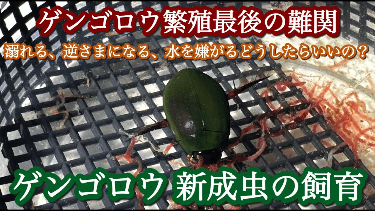 ゲンゴロウ新成虫の飼育