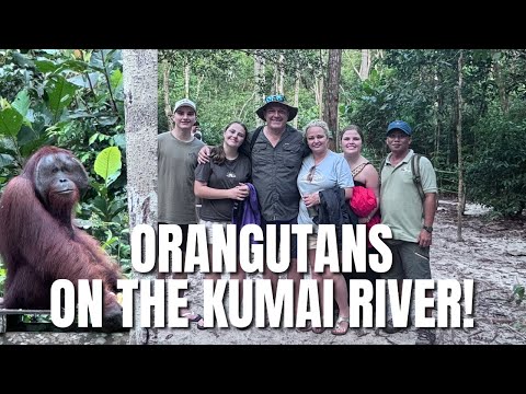 SEEING ORANGUTANS ON THE KUMAI RIVER!