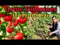 How to grow Tomatoes in a Perfect Way
