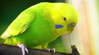 2 Hour of Happy budgie sounds by Budgie Nation 34,965 views 4 months ago 2 hours, 10 minutes