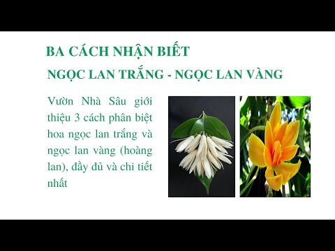 Video Cách Phân Biệt, Nhận Biết Hoa Ngọc Lan Trắng - Hoa... - YouTube