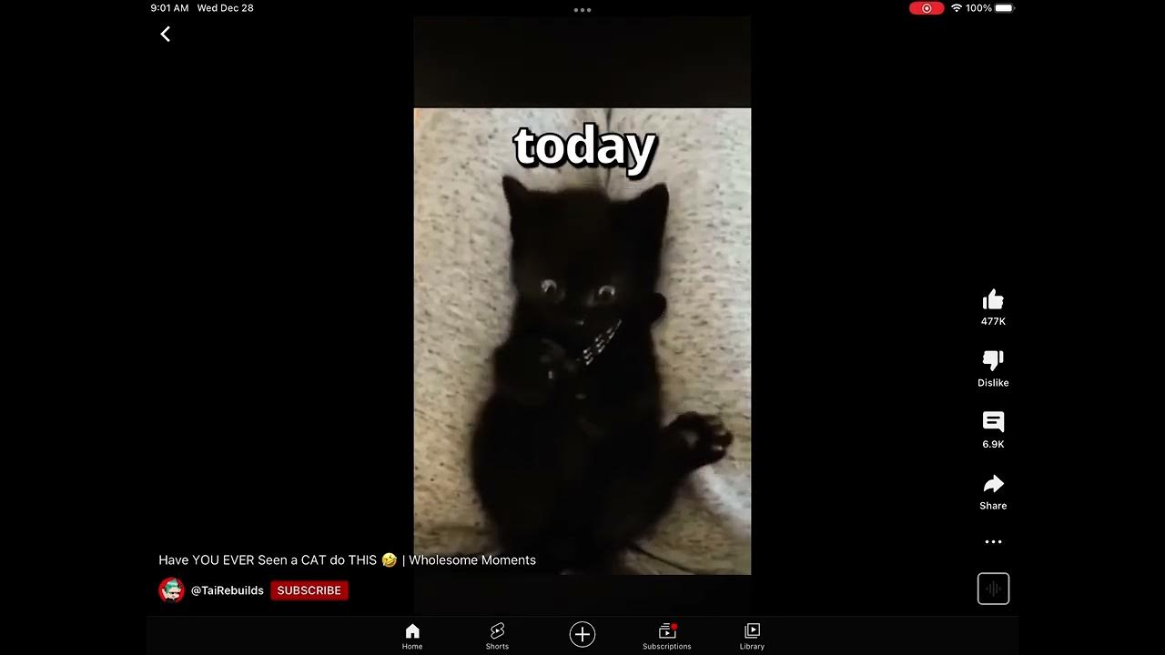 #catvideos - YouTube