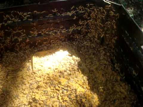 Compost maggot worms - YouTube