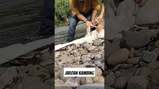 nyuci usus kambing jeroan kambing