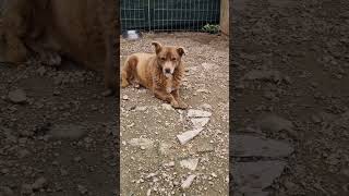 In 10 Anni Di Canile,Nessuno Lo Ha Mai Voluto.info3404754484