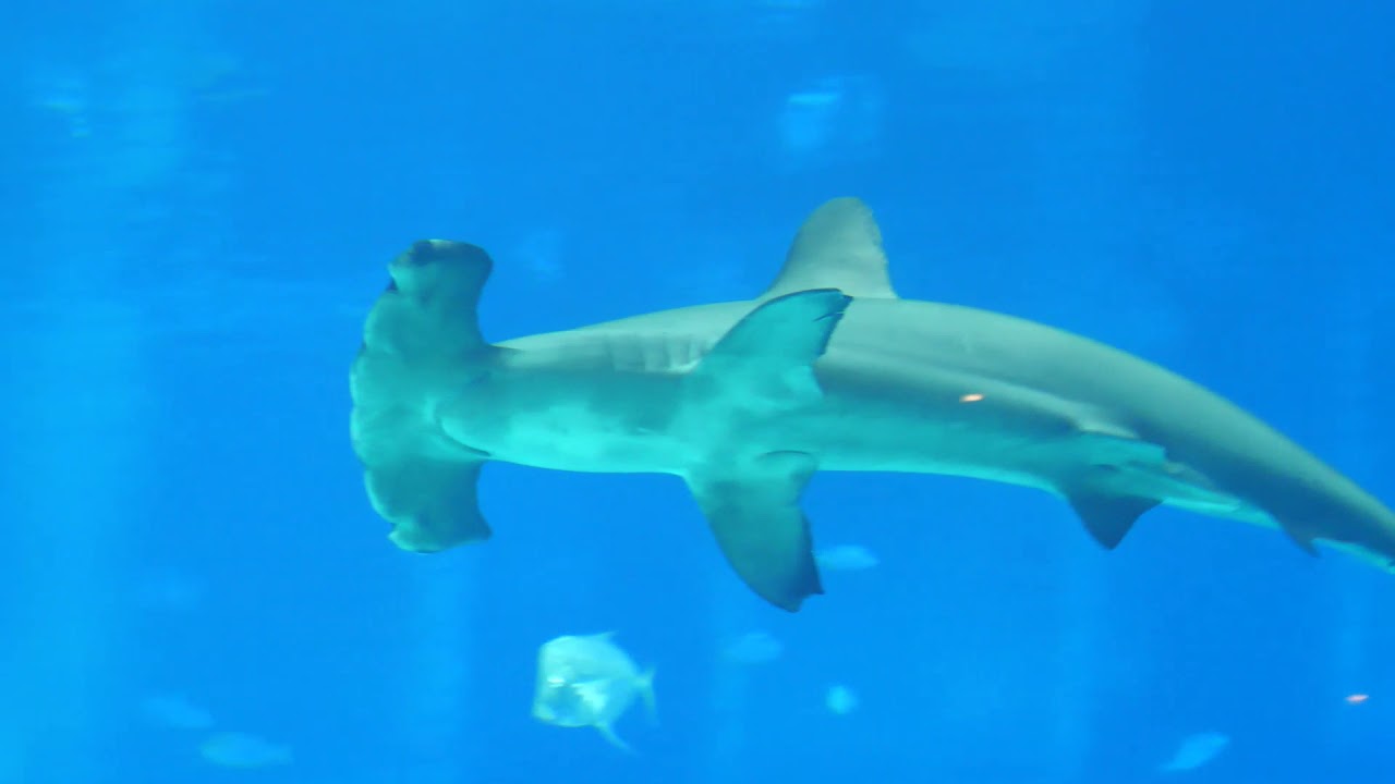 The window of this tank is nearly 120 feet wide and 27 feet tall