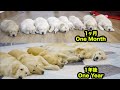 生まれてから一年間のゴールデンレトリバー犬生のハイライト・感動した1年間の子犬の成長記録
