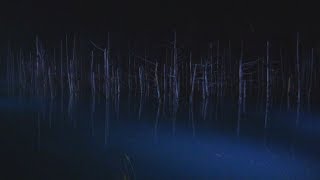 青い池、照明で幻想的に 北海道美瑛町