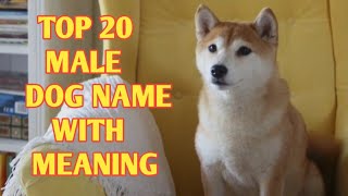 TOP 20 Most Popular Male Dog Names With Meaning