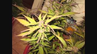 The Happy Grow Show- Episode 10