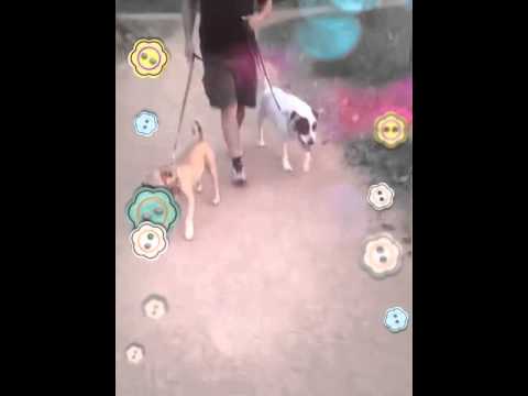 video phone beyonce mp3 Love Your Pets Too Northwest