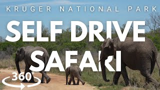 Elephant Herd Blocks Our Car in 360° | Kruger Self-Drive Safari
