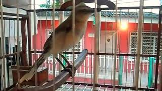 Mockingbird beautiful song #Northern Mockingbird (Mimus polyglottos)