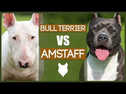 วีดีโอ: ความแตกต่างระหว่าง American Staffordshire Terrier กับ Bull Terrier คืออะไร