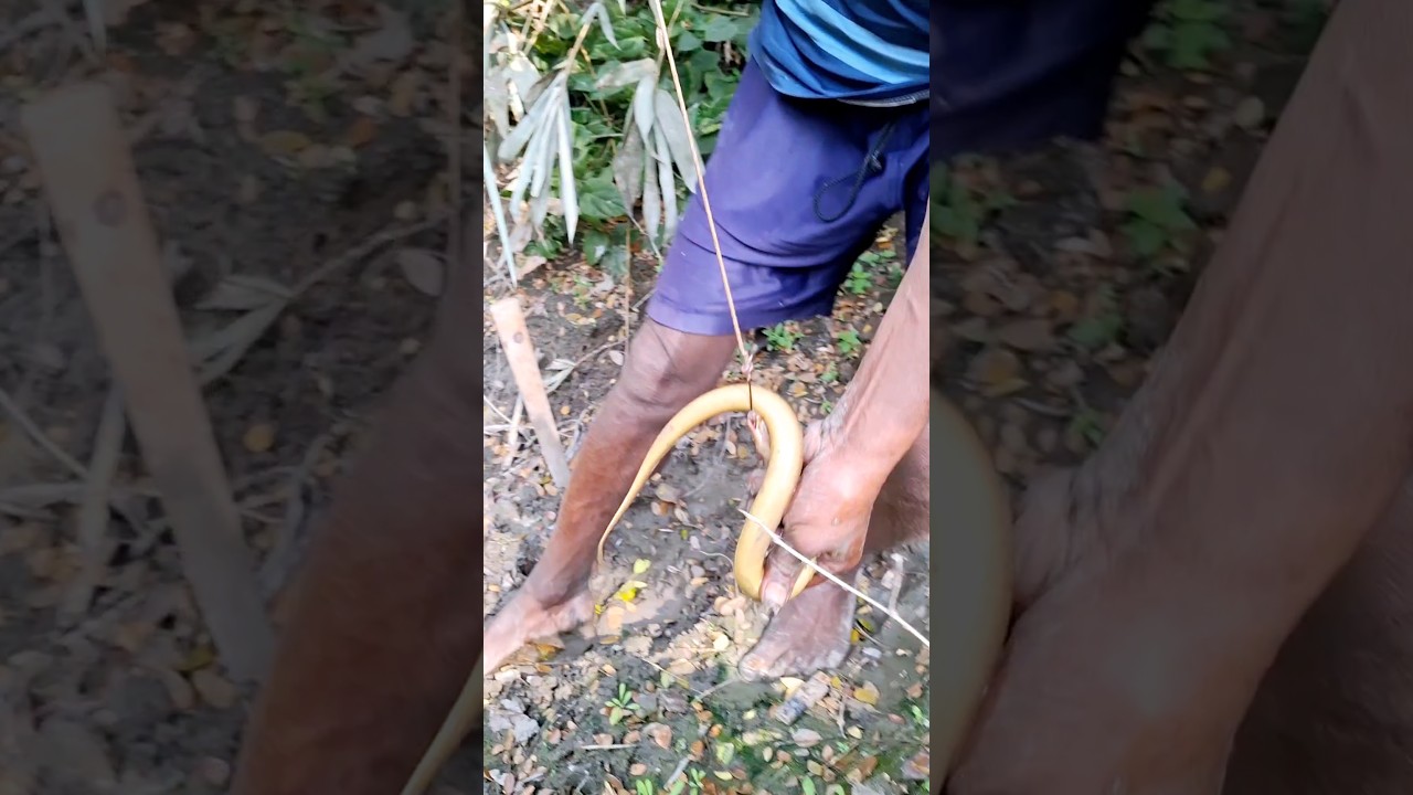 eel fish catching video