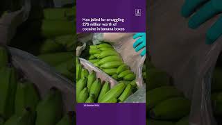 Jail for hiding £76m cocaine in bananas