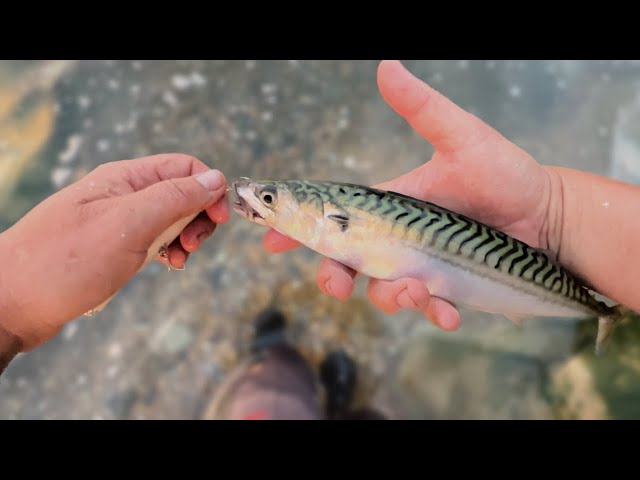 Different Ways to Catch Mackerel 