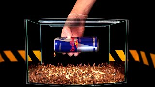 Что Будет Если Тараканам Дать Разные Энергетические Напитки? Red Bull Vs Тараканы