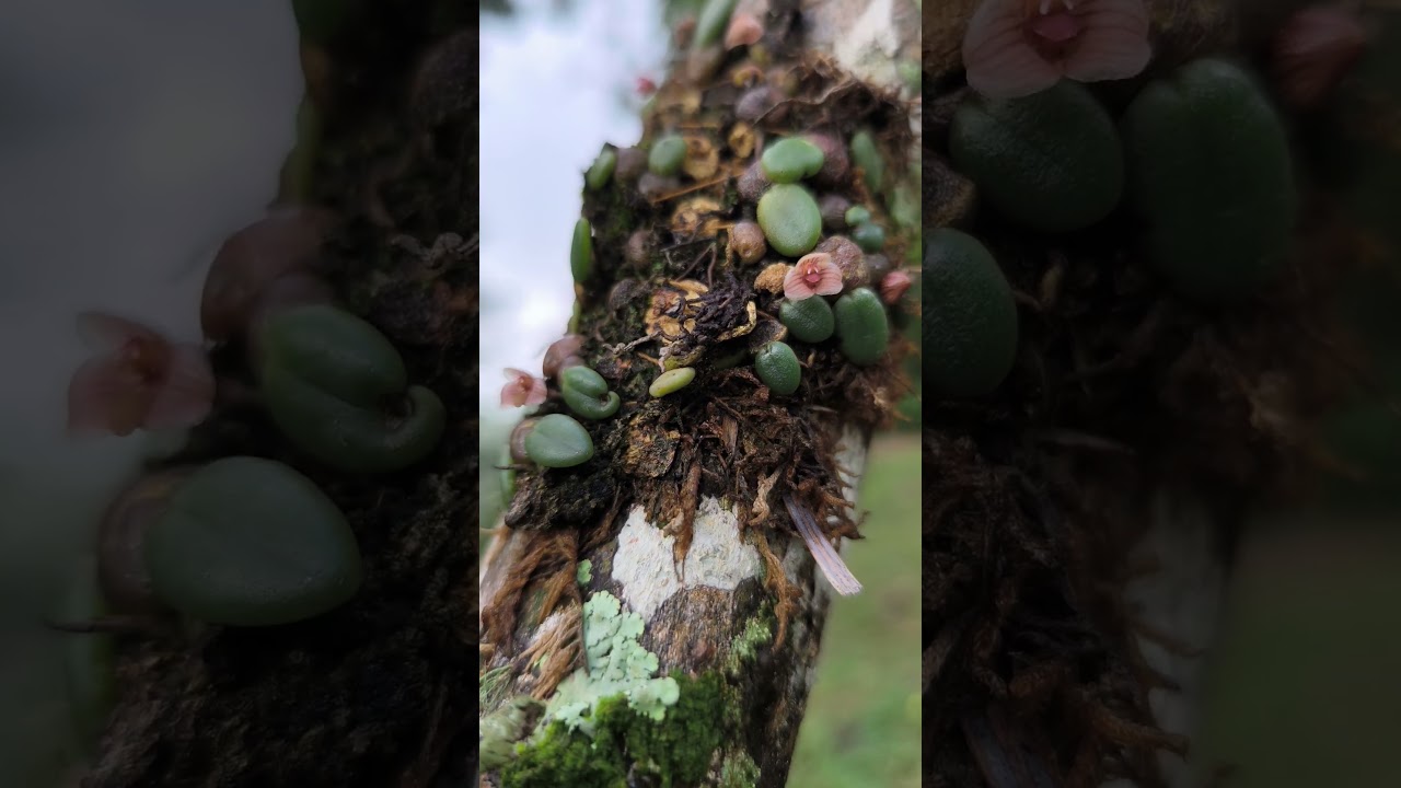 Trias intermedia@Eythrope Orchid Conservation Project 